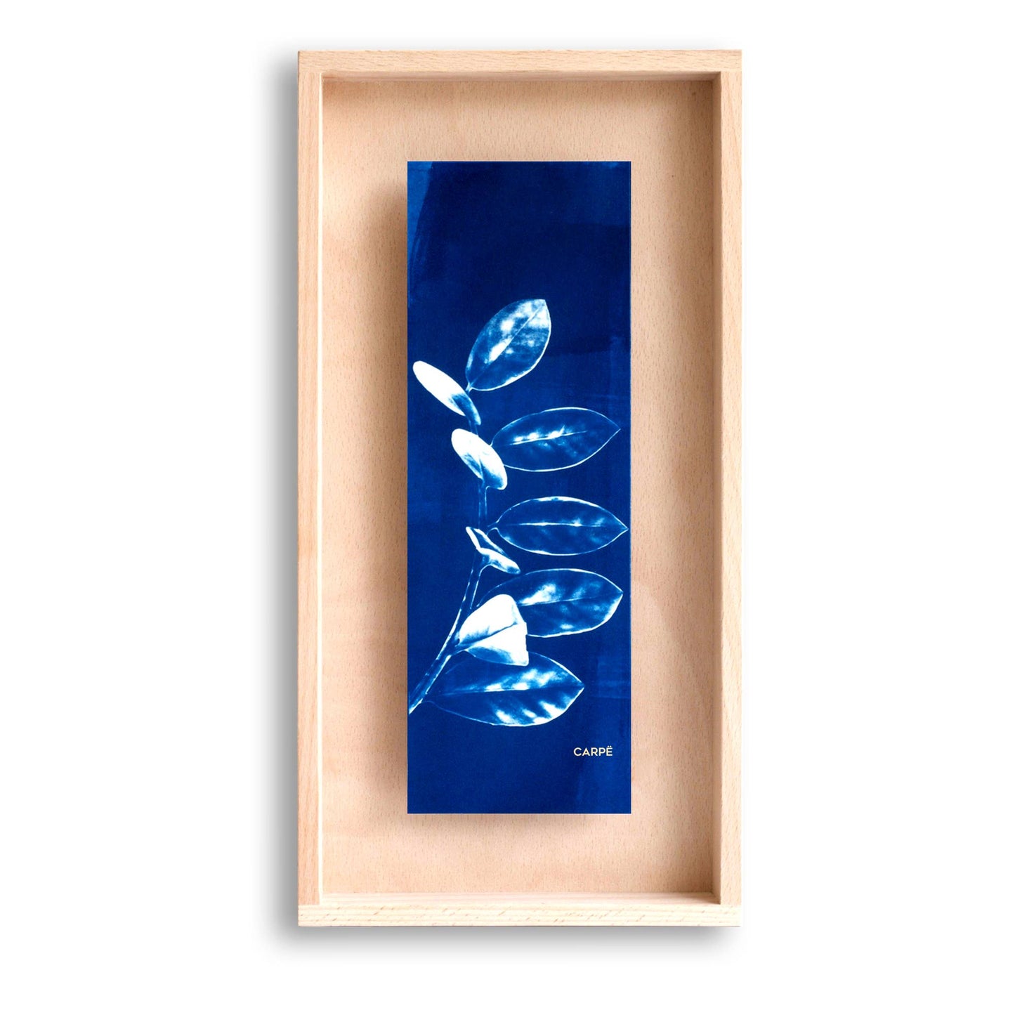 Framed Artwork - Cyanotype ZZ Plant