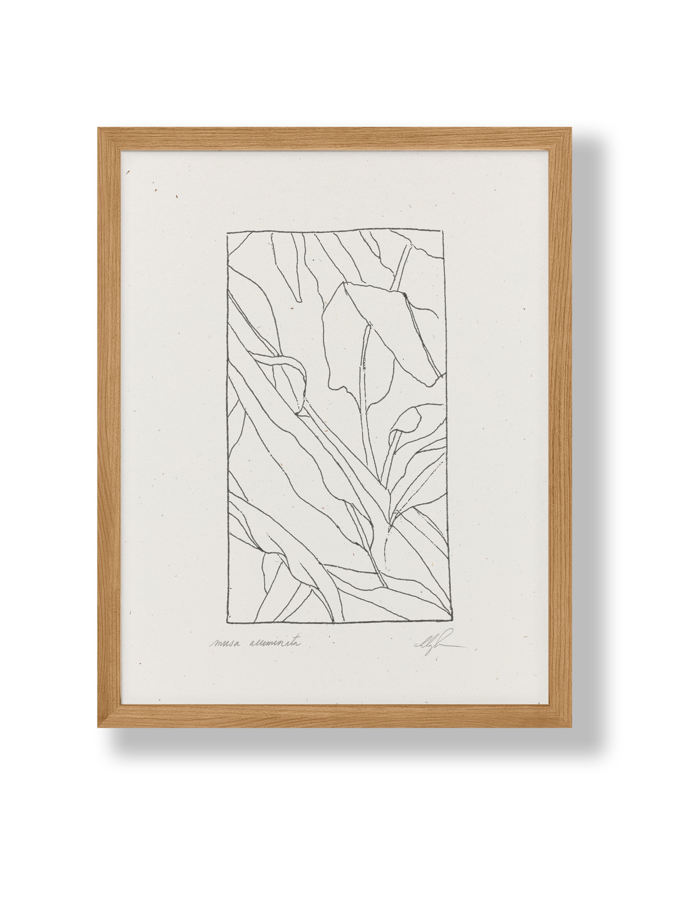 Musa Acuminata - Artwork Print